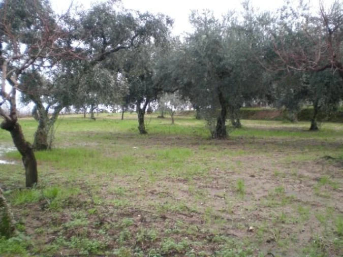 Terreno para Venda em Ferro Foto 2