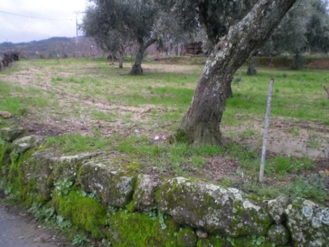 Terreno para Venda em Ferro Foto 5
