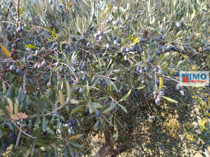 Quinta T0 para Venda em Fundão, Valverde, Donas, A. Joanes, A. Nova Cabo Foto 4