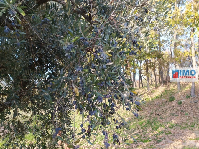 Quinta T0 para Venda em Fundão, Valverde, Donas, A. Joanes, A. Nova Cabo Foto 11