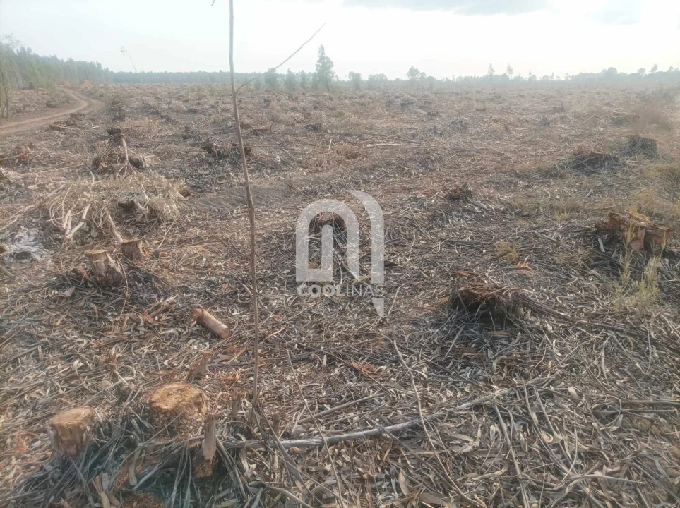 Terreno para Venda em Bemposta Foto 4