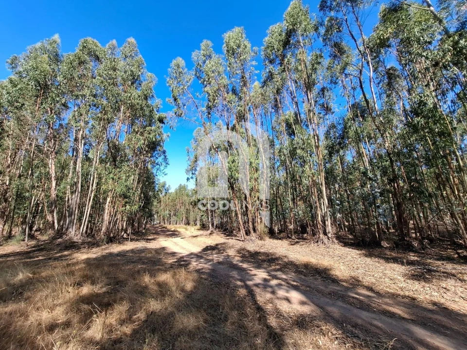 Terreno para Venda em Bemposta Foto 11
