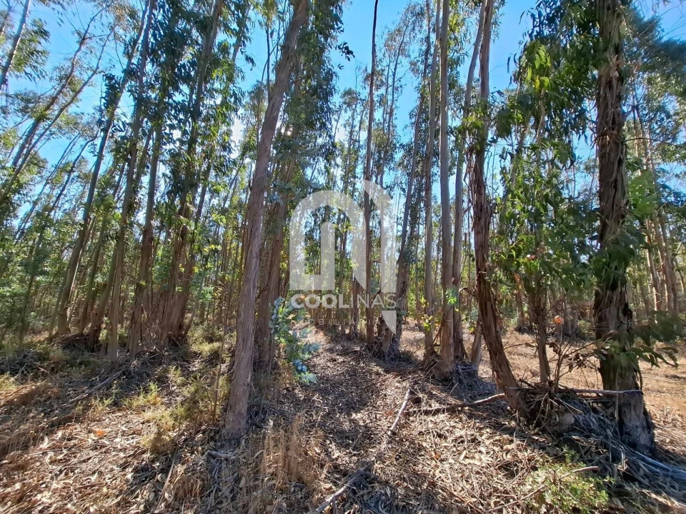 Terreno para Venda em Bemposta Foto 19
