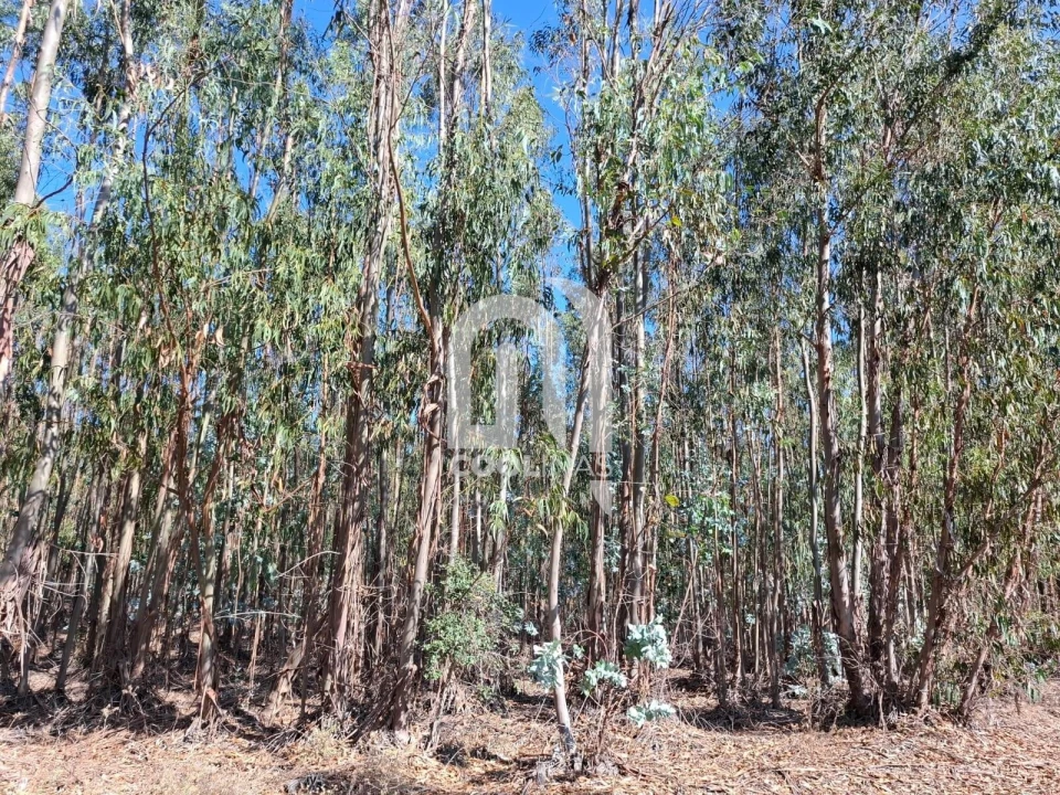 Terreno para Venda em Bemposta Foto 14
