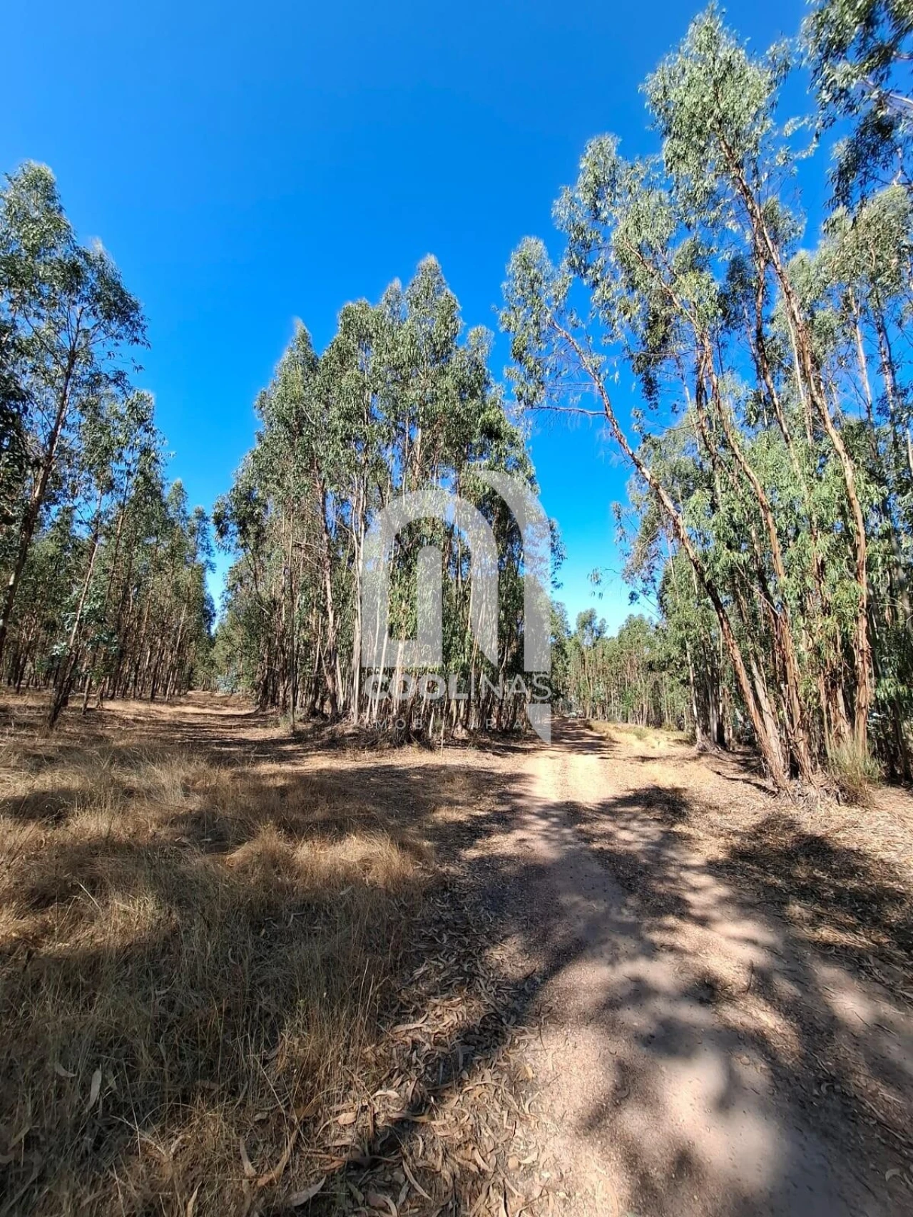 Terreno para Venda em Bemposta Foto 9