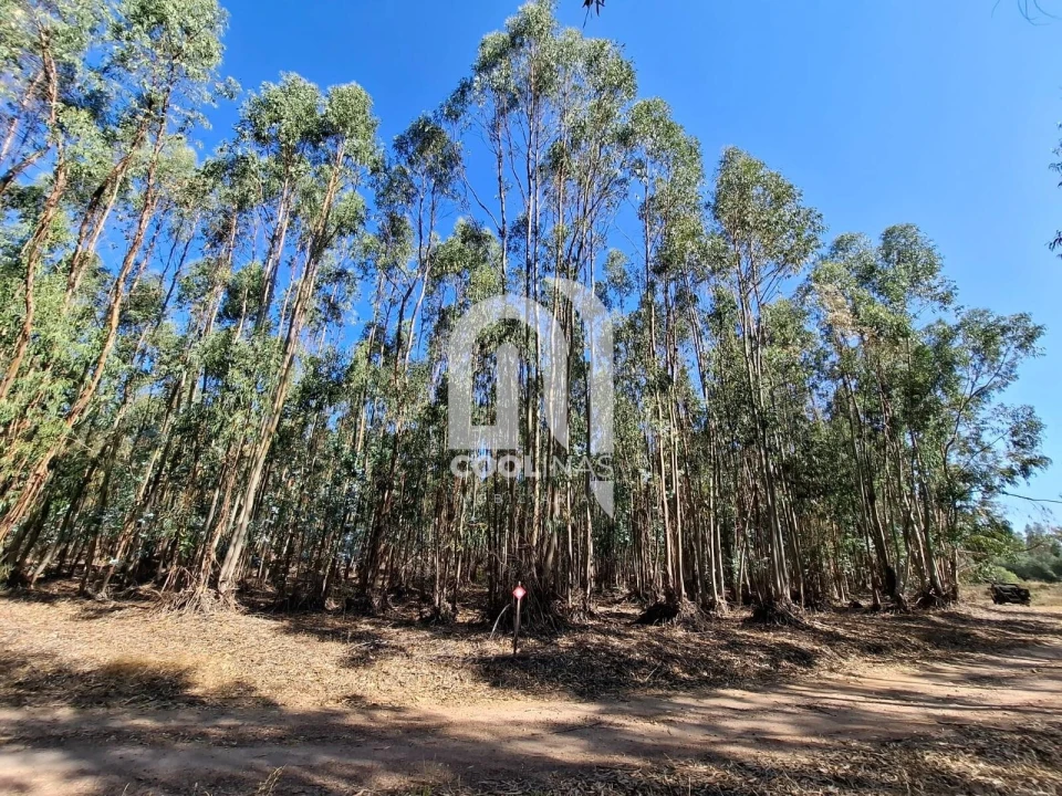Terreno para Venda em Bemposta Foto 8