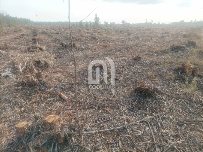 Terreno para Venda em Bemposta Foto 4