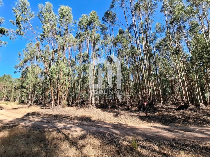 Terreno para Venda em Bemposta Foto 18