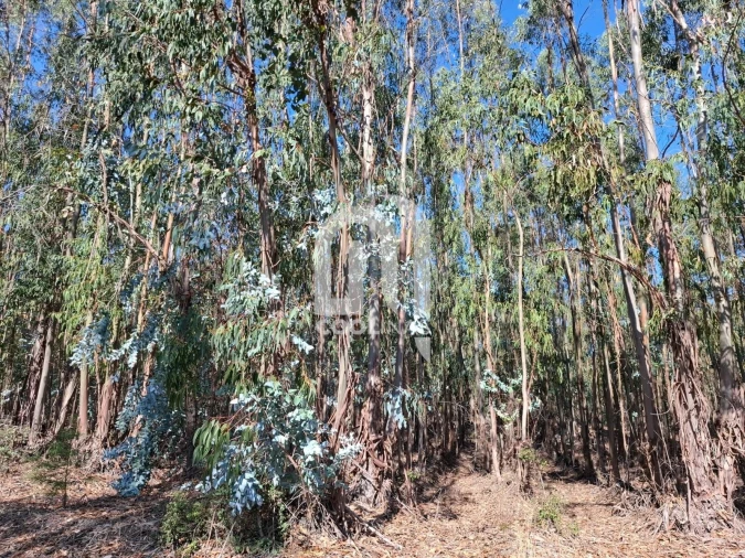 Terreno para Venda em Bemposta Foto 10