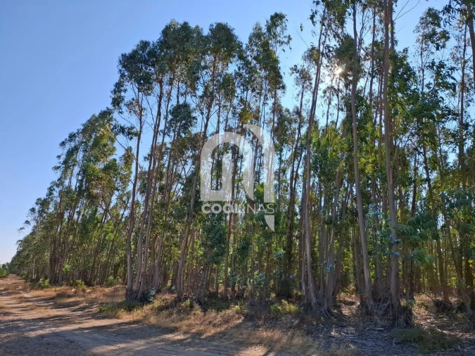 Terreno para Venda em Bemposta Foto 13