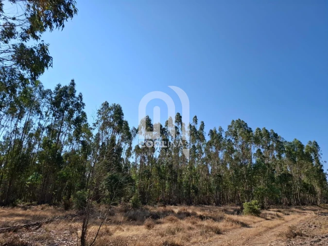 Terreno para Venda em Bemposta Foto 17