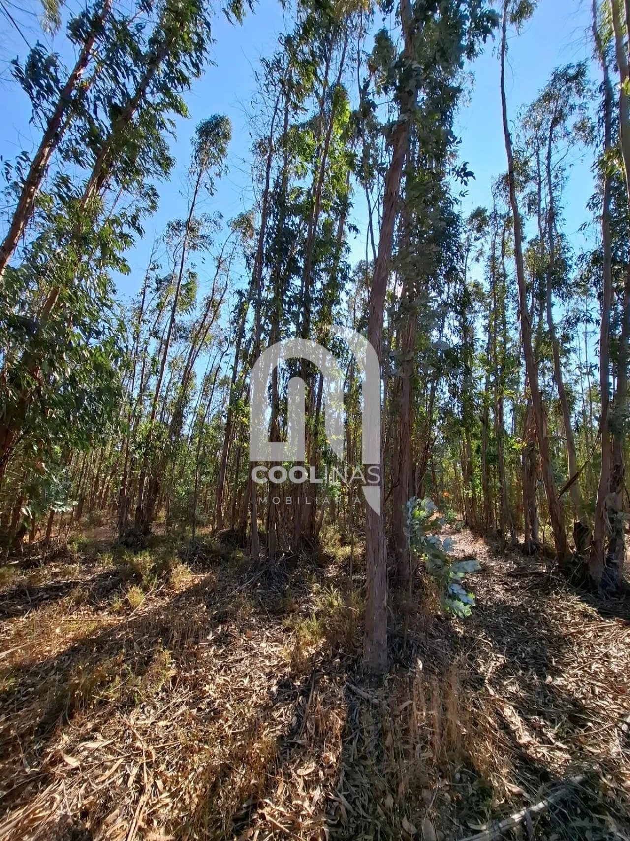 Terreno para Venda em Bemposta Foto 12