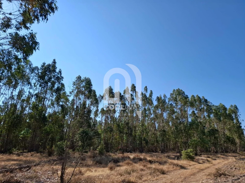 Terreno para Venda em Bemposta Foto 17