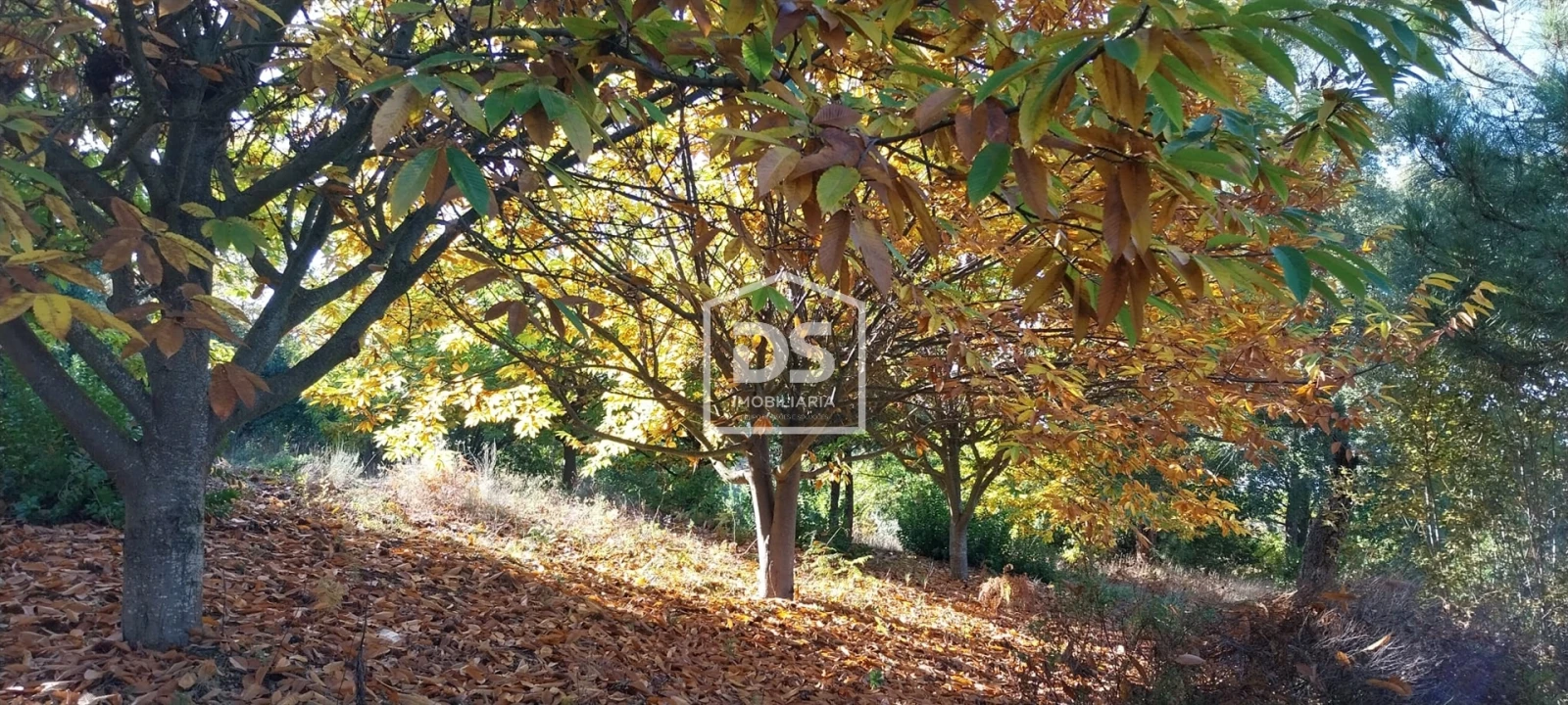 Terreno para Venda em Armamar Foto 22