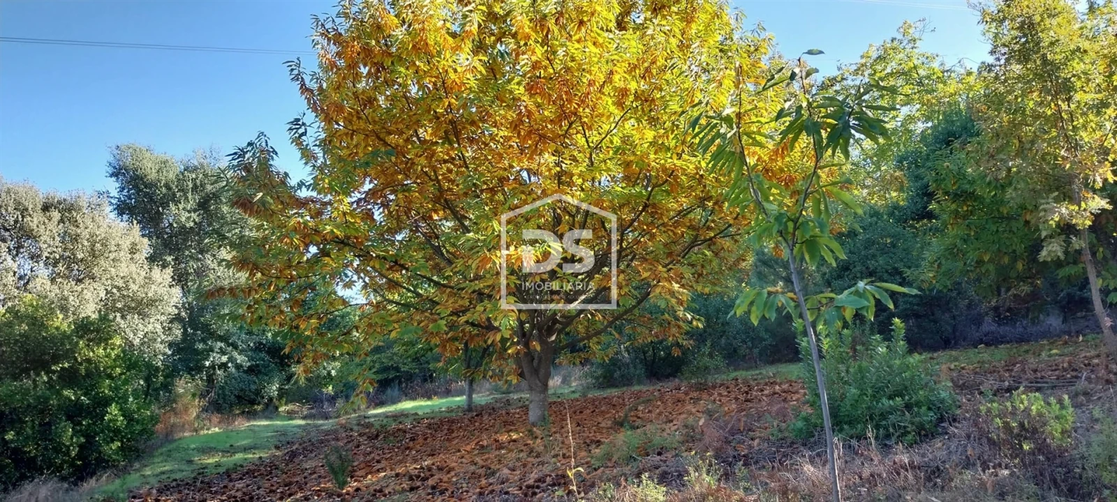 Terreno para Venda em Armamar Foto 1