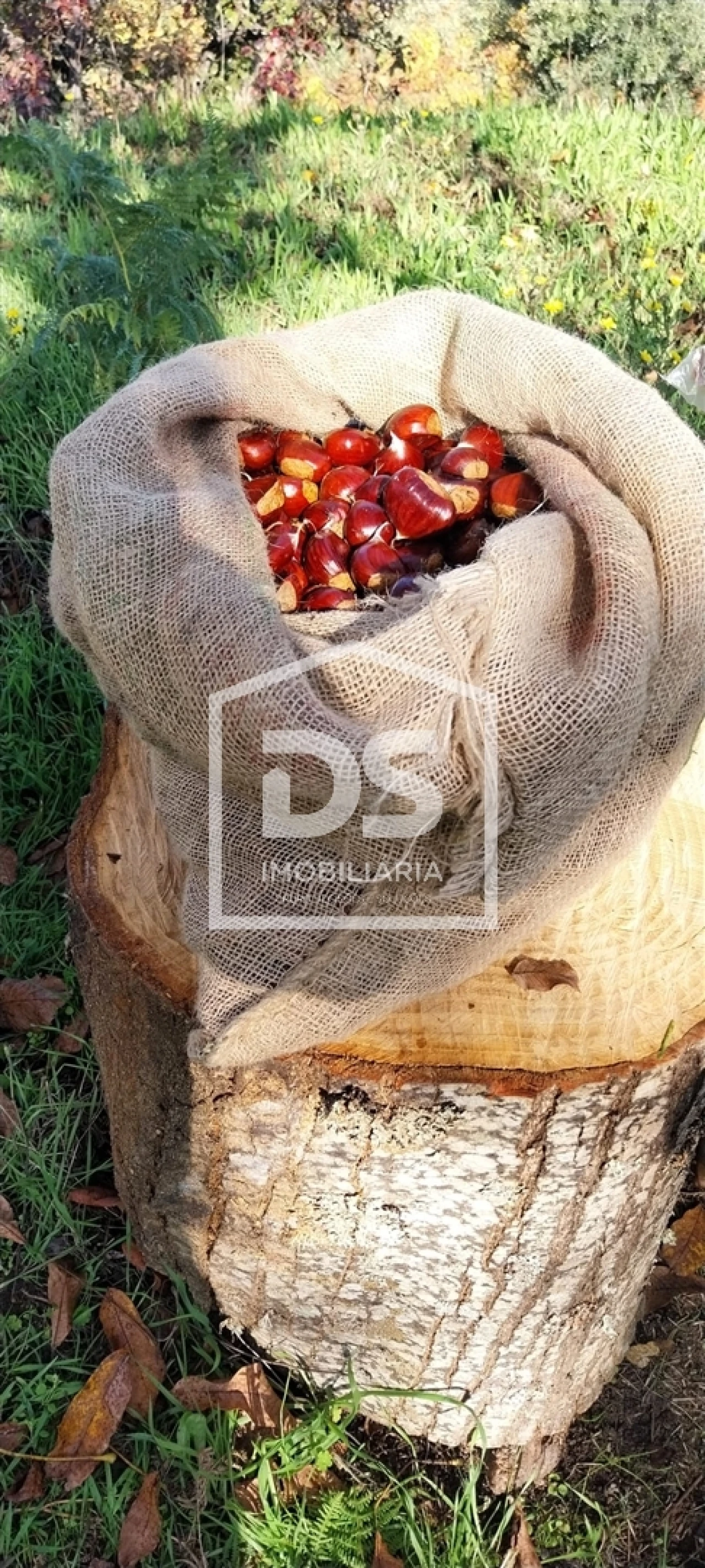 Terreno para Venda em Armamar Foto 23