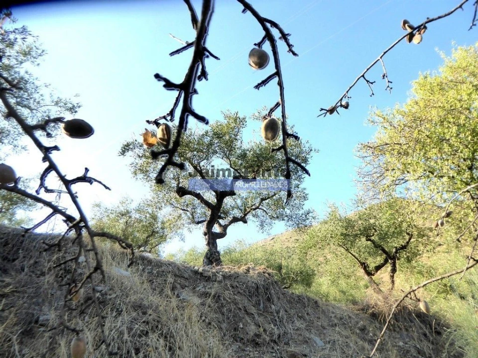 Terreno Agricola ou Rústico para Venda em Figueira de Castelo Rodrigo Foto 4