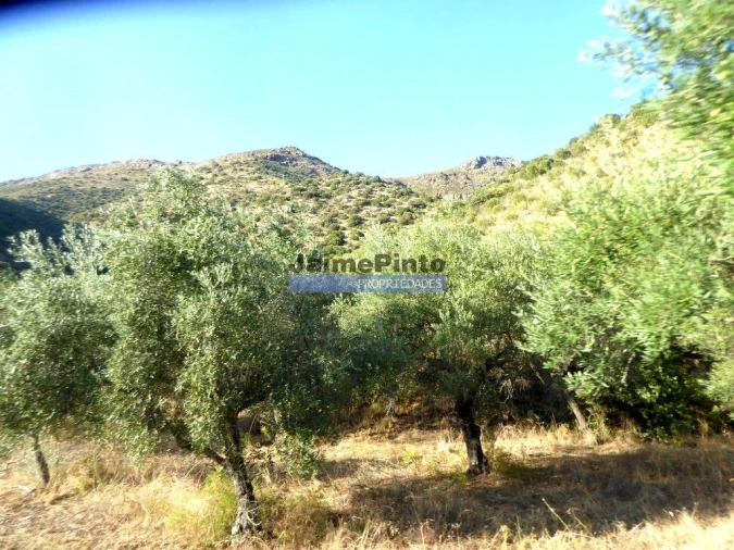 Terreno Agricola ou Rústico para Venda em Figueira de Castelo Rodrigo Foto 6
