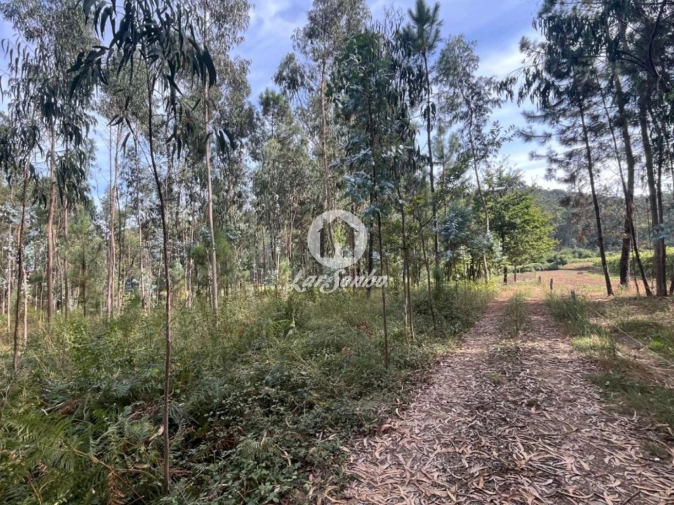 Terreno Agricola ou Rústico para Venda em Abade de Neiva Foto 6