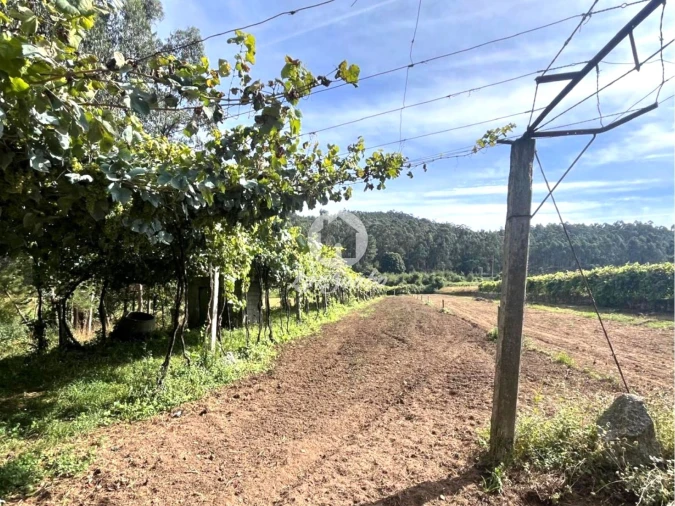 Terreno Agricola ou Rústico para Venda em Abade de Neiva Foto 3