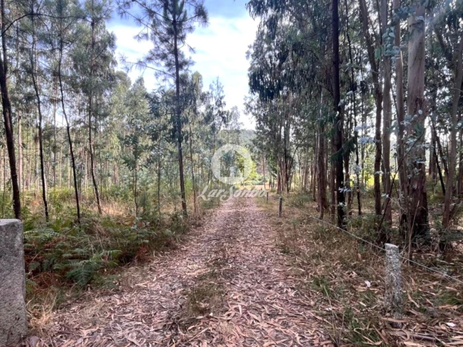 Terreno Agricola ou Rústico para Venda em Abade de Neiva Foto 12
