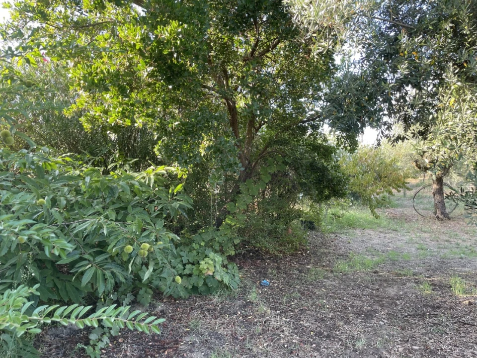 Quinta T3 para Venda em Pego Foto 23