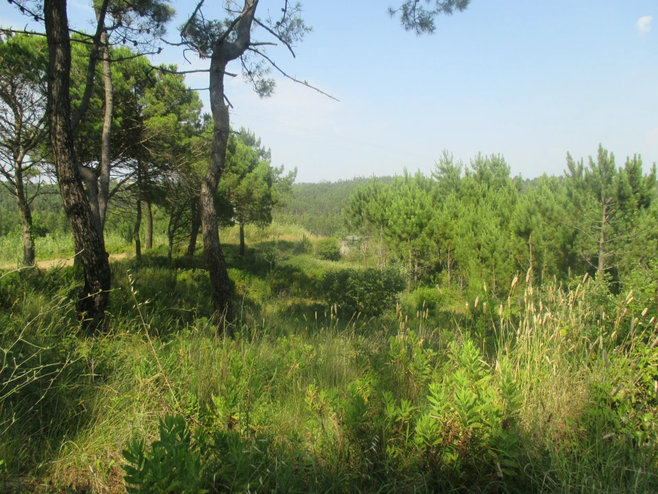 Terreno para Venda em Buarcos Foto 2