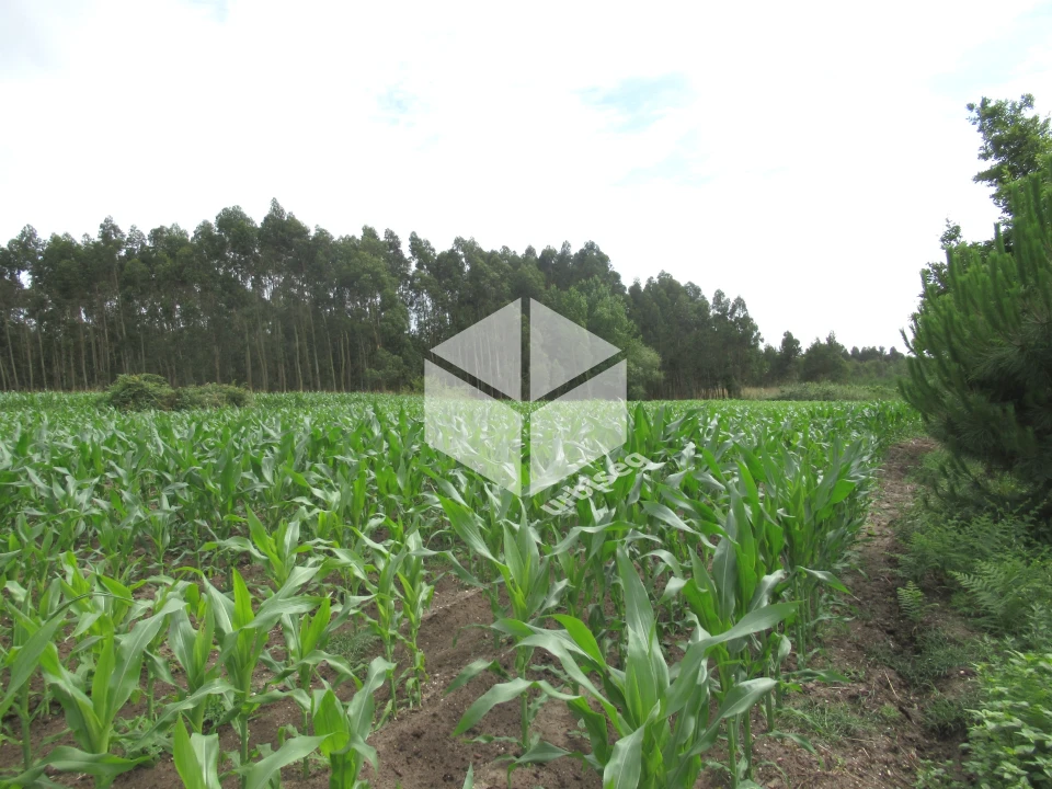 Terreno para Venda em Carriço Foto 3