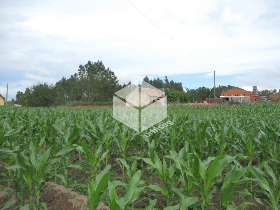Terreno para Venda em Carriço Foto 2