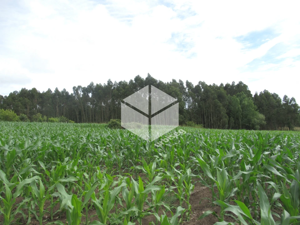 Terreno para Venda em Carriço Foto 1