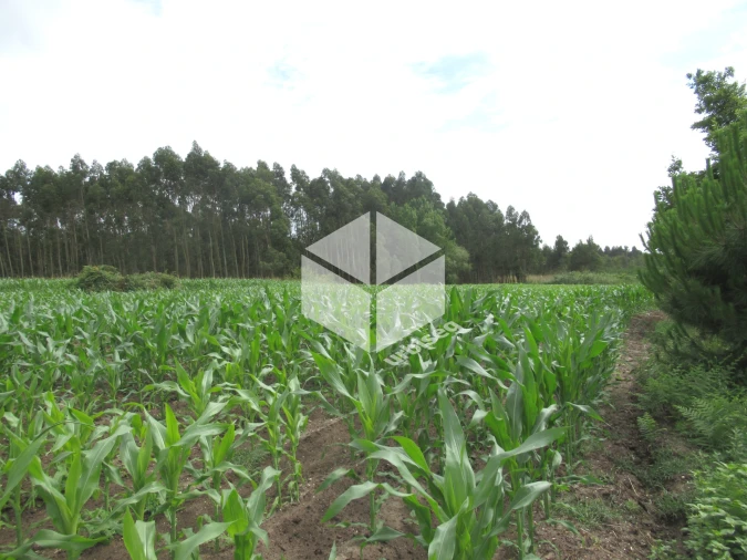 Terreno para Venda em Carriço Foto 3