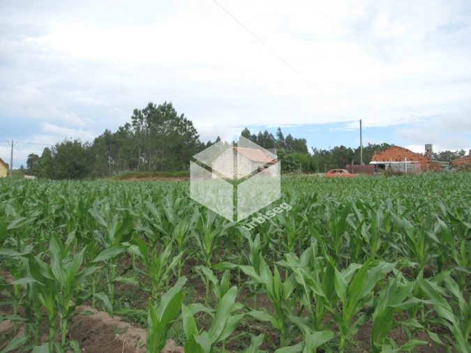 Terreno para Venda em Carriço Foto 2