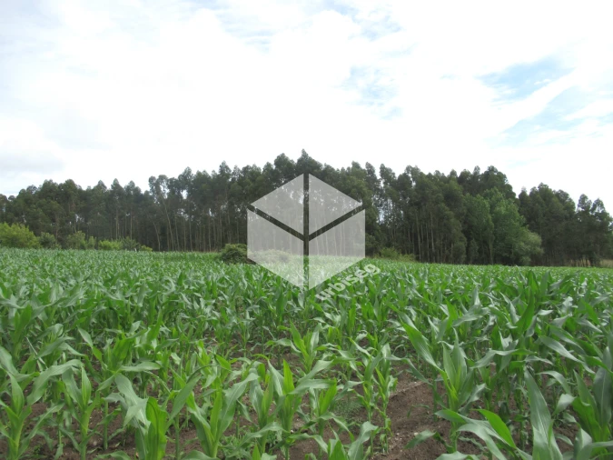 Terreno para Venda em Carriço Foto 1