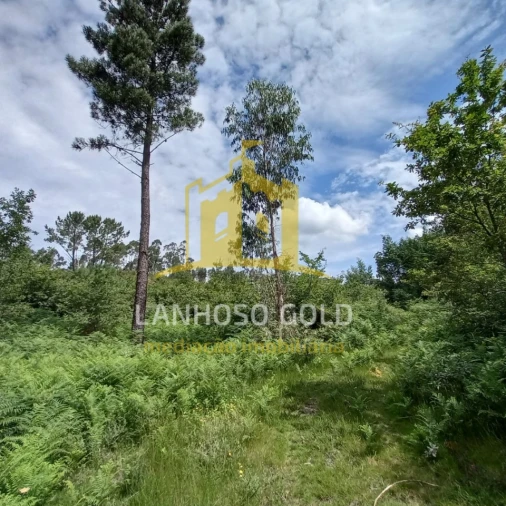 Terreno Agricola ou Rústico para Venda em Vieira do Minho Foto 5