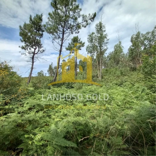 Terreno Agricola ou Rústico para Venda em Vieira do Minho Foto 3