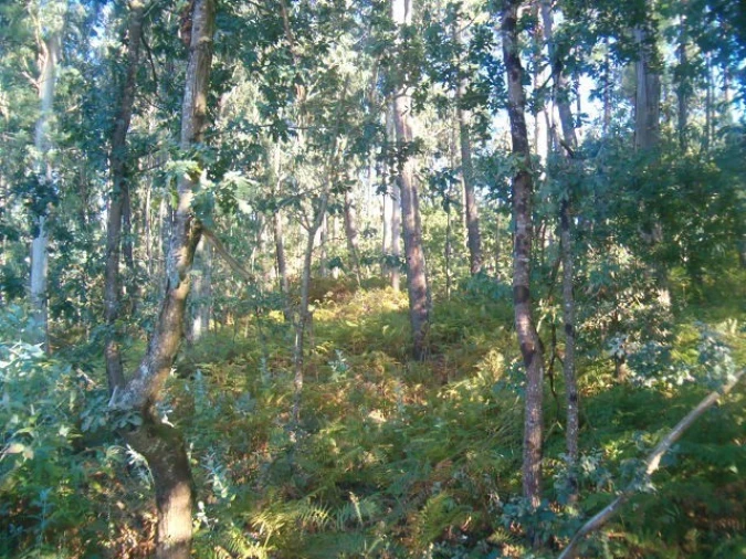 Terreno para Venda em Campos e Vila Meã Foto 3