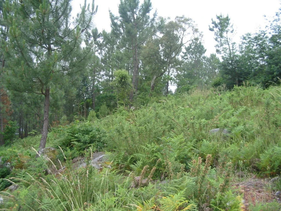 Terreno para Venda em Sopo Foto 3