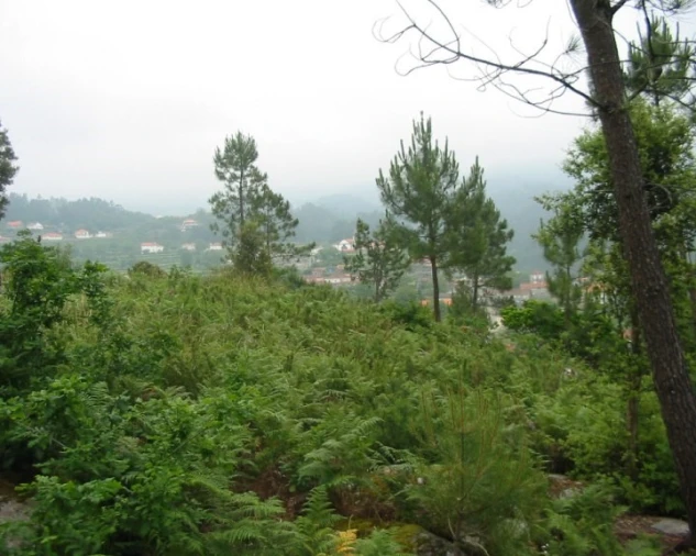 Terreno para Venda em Sopo Foto 1