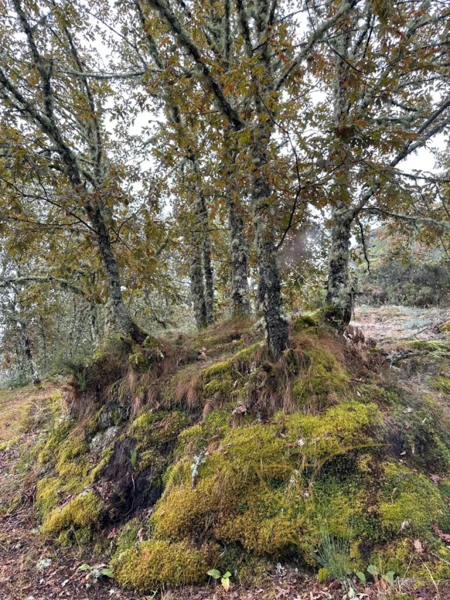 Moradia T3 para Venda em Castro Laboreiro e Lamas de Mouro Foto 35