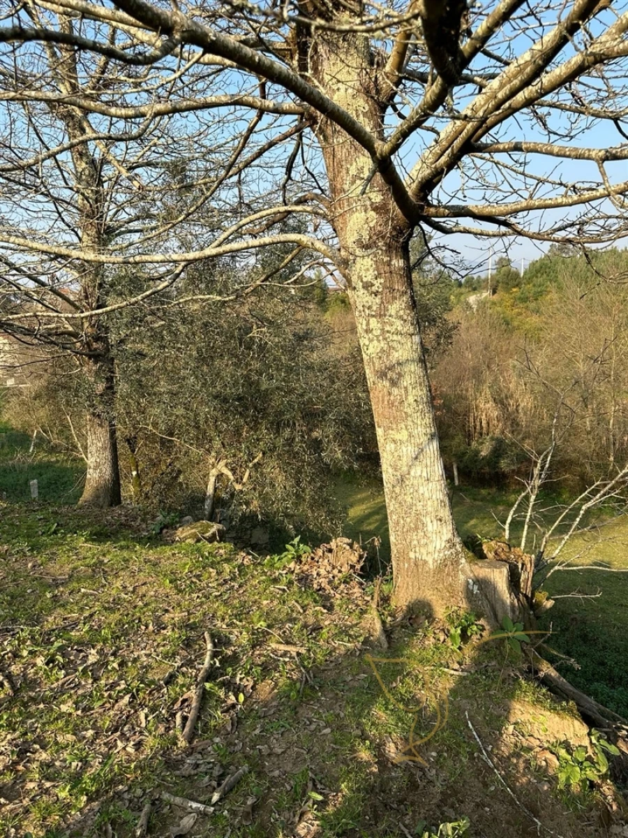 Moradia T0 para Venda em Monção e Troviscoso Foto 22