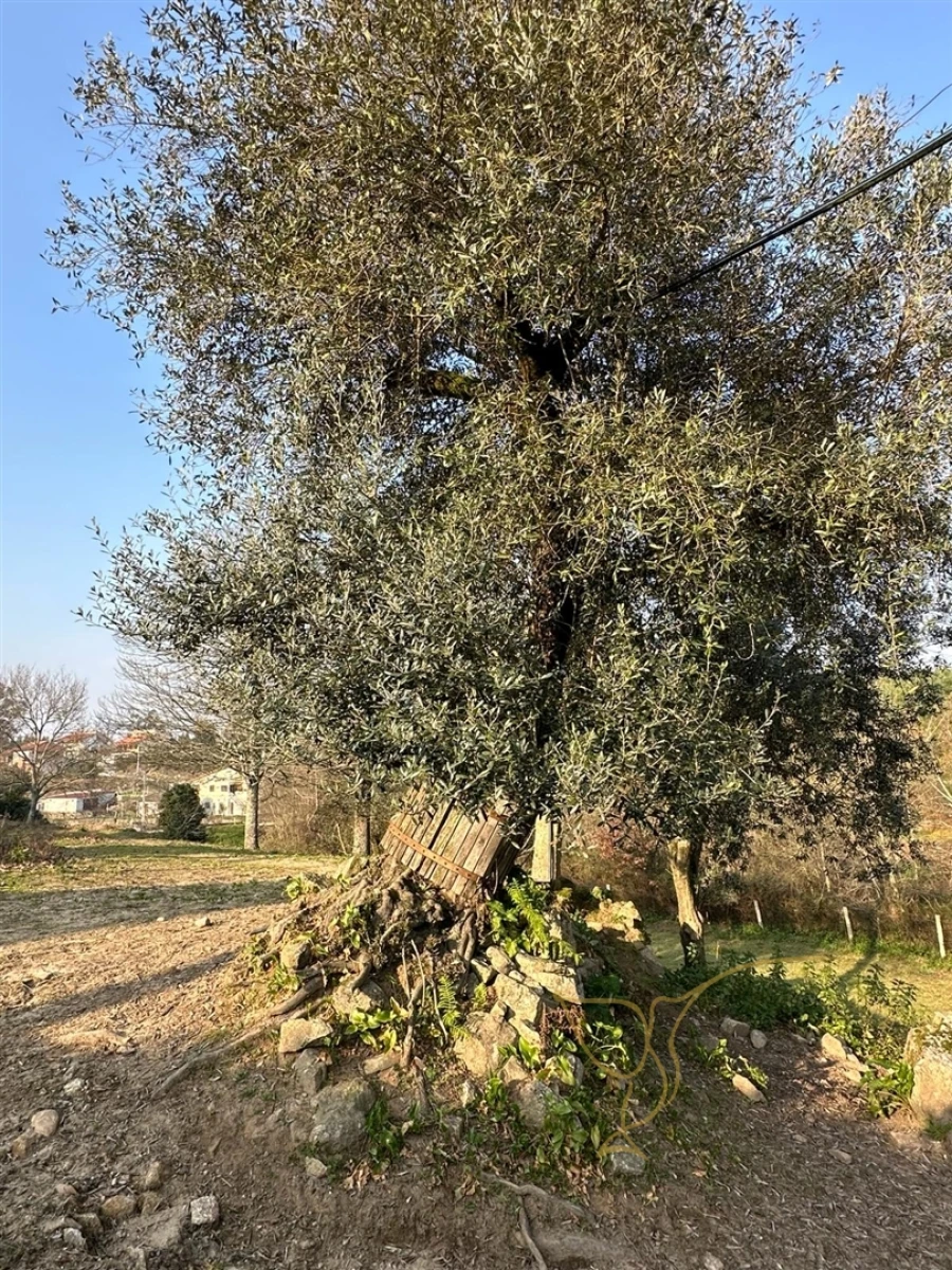 Moradia T0 para Venda em Monção e Troviscoso Foto 31