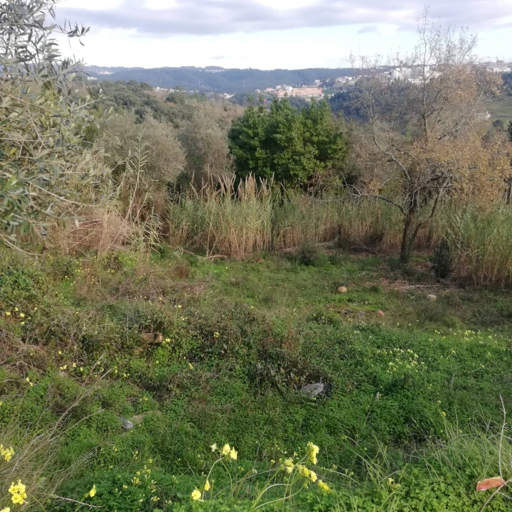 Terreno para Venda em Eiras e São Paulo de Frades Foto 1
