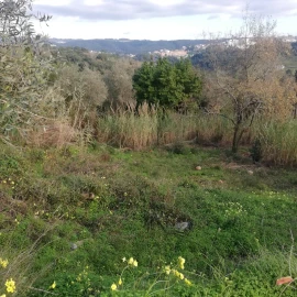 Terreno para Venda em Eiras e São Paulo de Frades