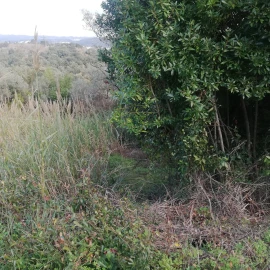 Terreno para Venda em Eiras e São Paulo de Frades