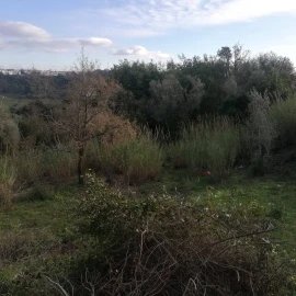 Terreno para Venda em Eiras e São Paulo de Frades