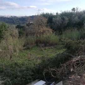 Terreno para Venda em Eiras e São Paulo de Frades
