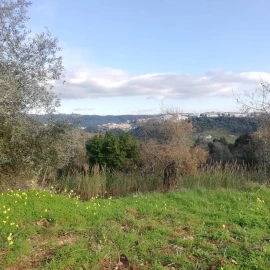 Terreno para Venda em Eiras e São Paulo de Frades