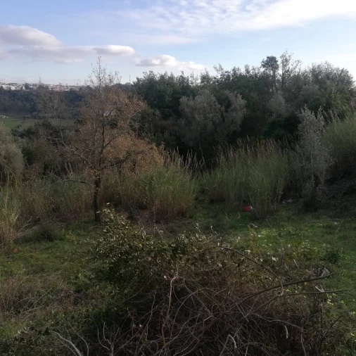 Terreno para Venda em Eiras e São Paulo de Frades Foto 4