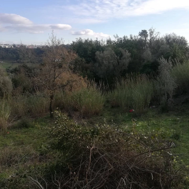 Terreno para Venda em Eiras e São Paulo de Frades Foto 4
