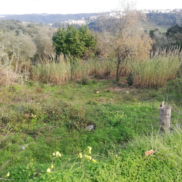 Terreno para Venda em Eiras e São Paulo de Frades Foto 5